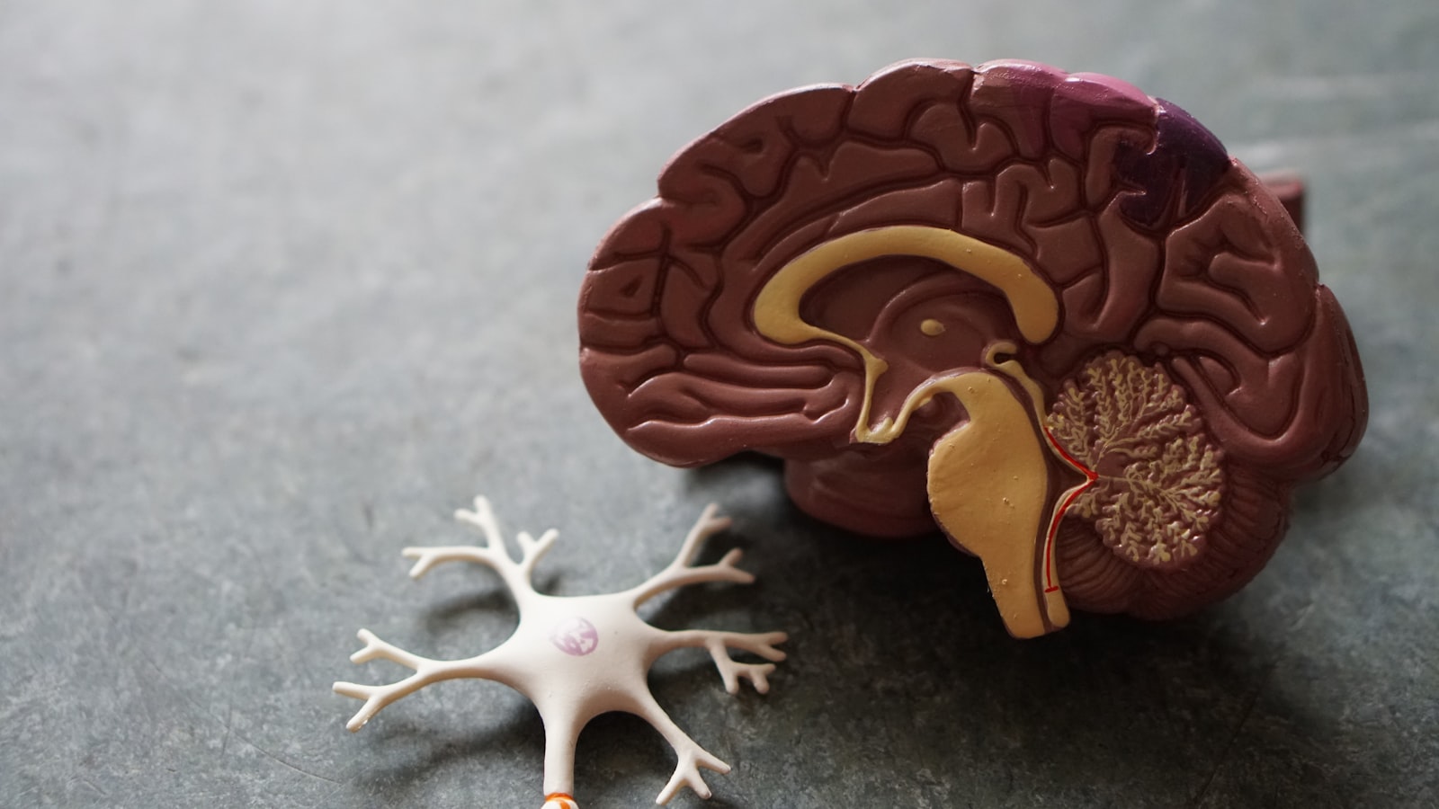 Women’s and men’s organs just got separate aging clocks